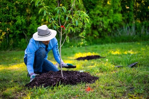 A man busy in the garden as new hobbies are an effective relapse prevention strategy.